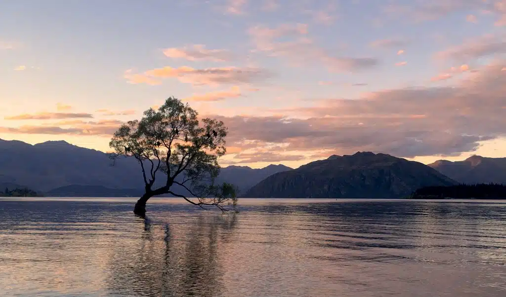 Bending tree in Wanaka