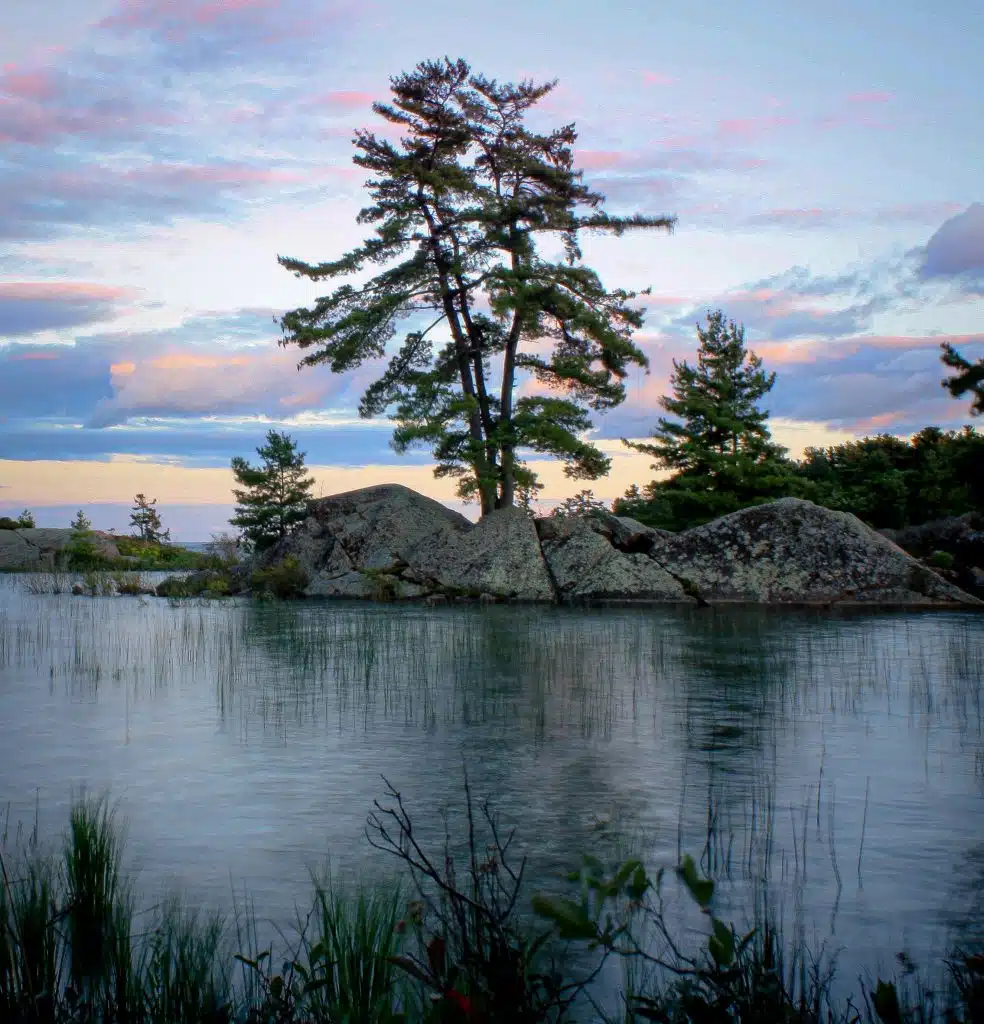 Killarney Provincial Park - Pine tree on Canadian Shield rocks in front of a sunset