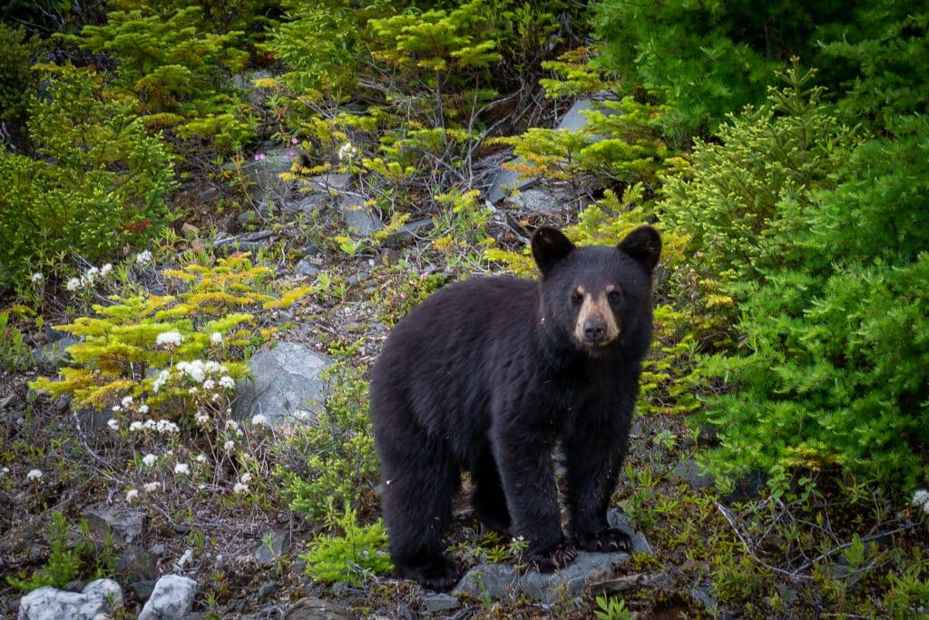 Small bear standing on rocks near a campsite