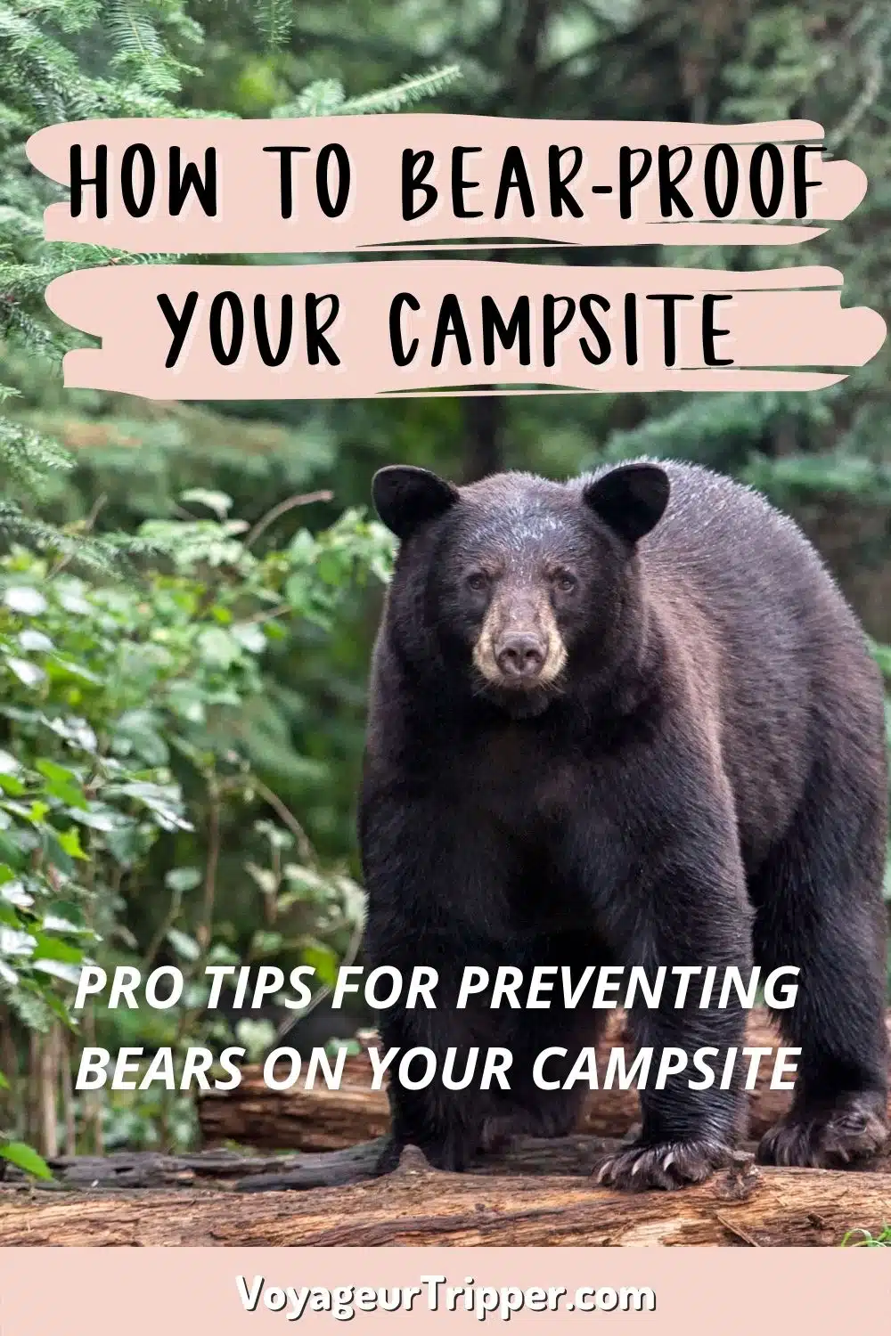How to Bear Proof Your Campsite and Protect Against Black Bears in Ontario