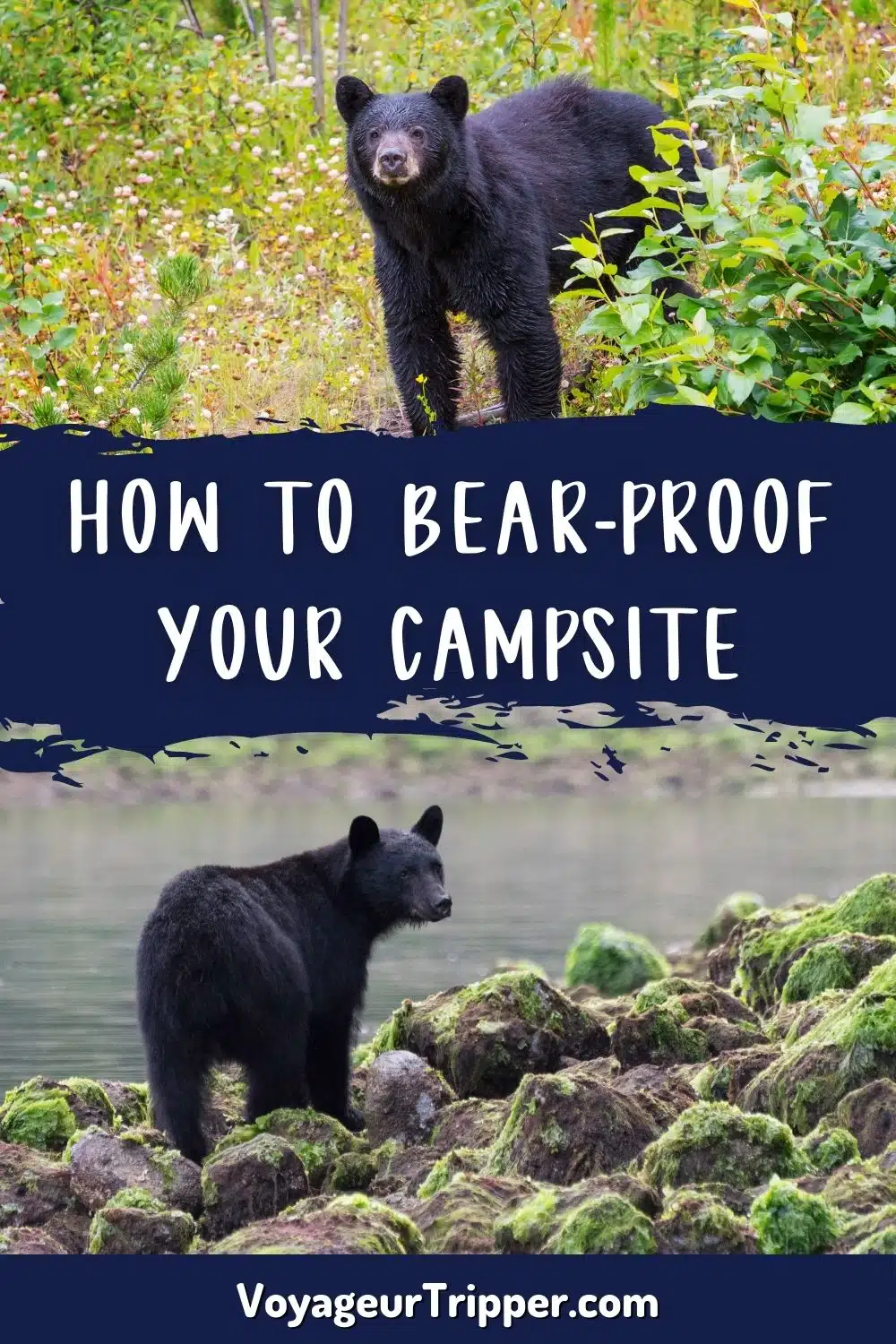 How to Bear Proof Your Campsite and Protect Against Black Bears in Ontario