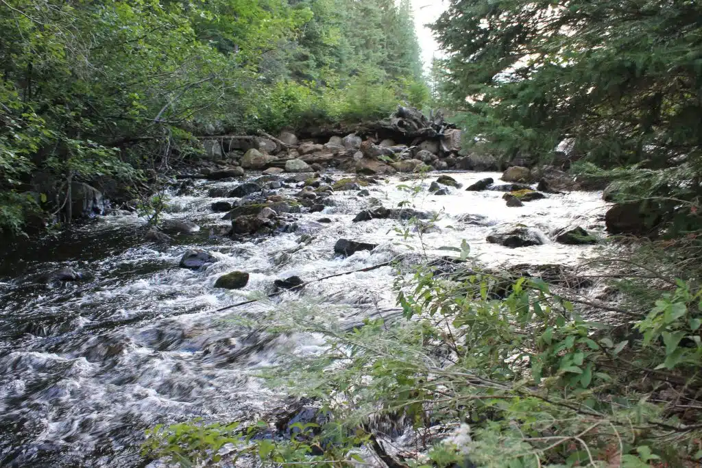 algonquin park canoe day trips