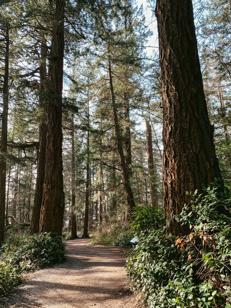 Tall trees within Lighthouse Park in Vancouver