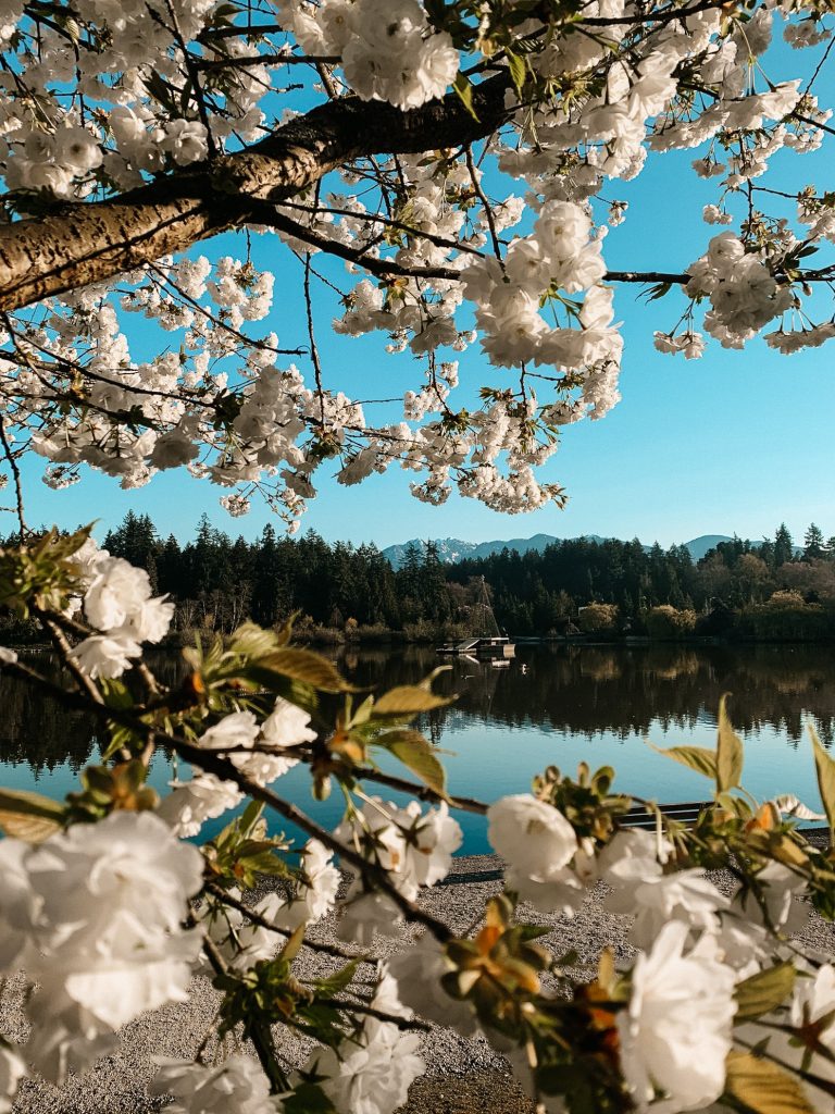 White flowers frame a mountain at Lost Lagoon in Vancouver's Stanely Park