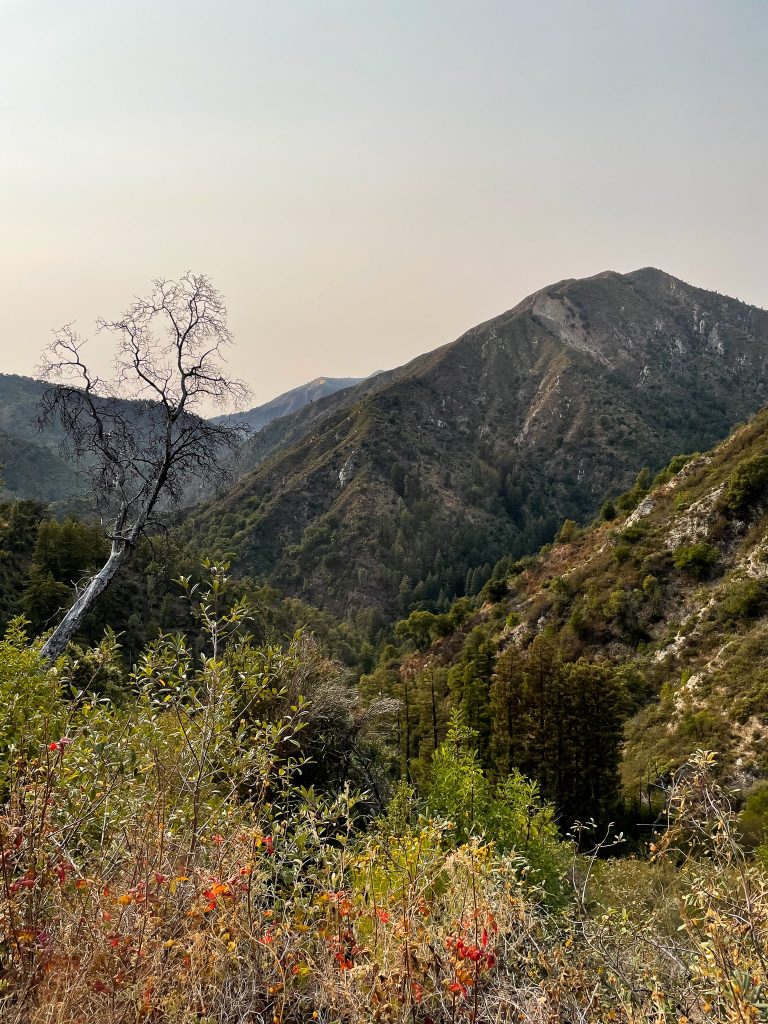 Mountain and a sole tree on the Pine Ridge Trail to Sykes Hot Springs